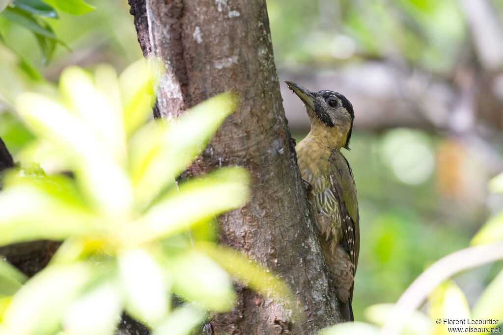 Laced Woodpecker female adult