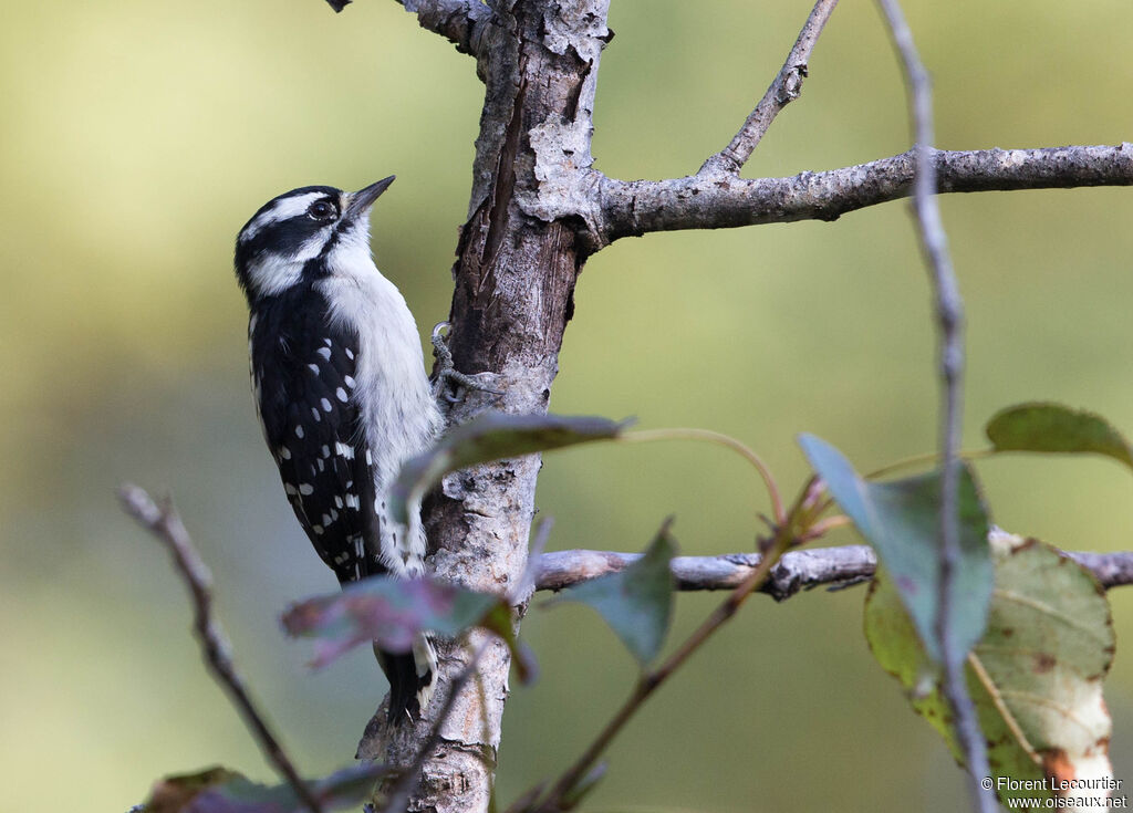 Downy Woodpecker female adult