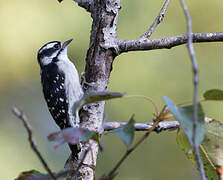 Downy Woodpecker