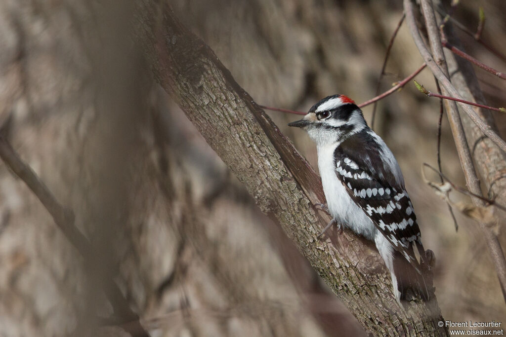 Downy Woodpecker male adult