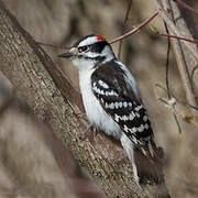 Downy Woodpecker