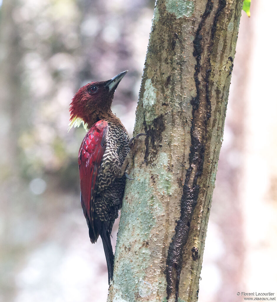 Banded Woodpecker male adult