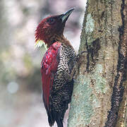 Banded Woodpecker