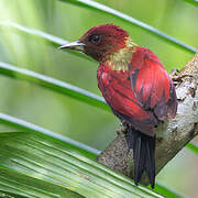 Banded Woodpecker