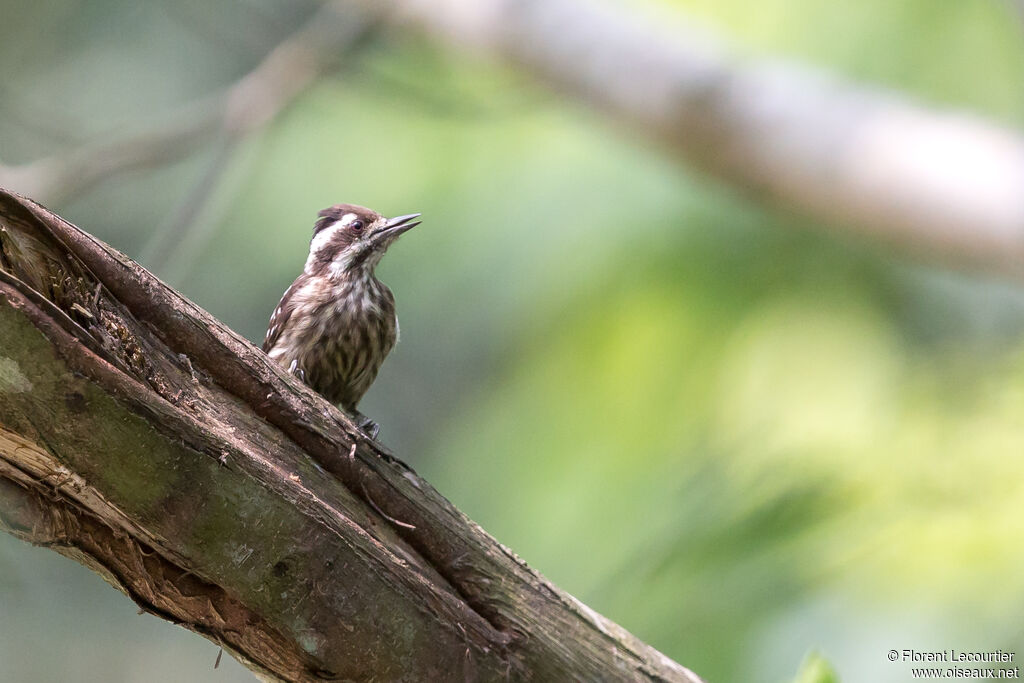 Sunda Pygmy Woodpecker