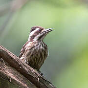 Sunda Pygmy Woodpecker