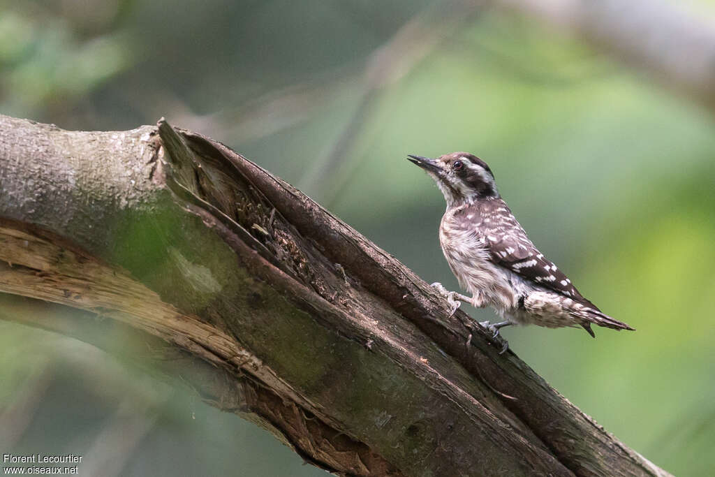 Sunda Pygmy Woodpeckeradult, Behaviour