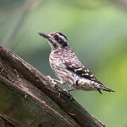 Sunda Pygmy Woodpecker