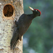 Black Woodpecker