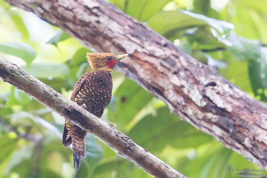 Waved Woodpecker male