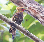 Waved Woodpecker