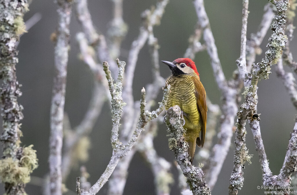 Golden-olive Woodpecker