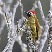 Golden-olive Woodpecker