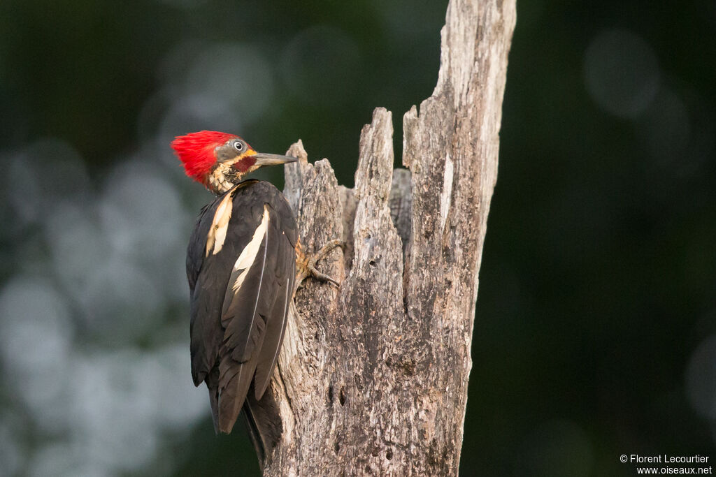 Lineated Woodpecker male