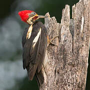 Lineated Woodpecker