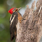 Lineated Woodpecker