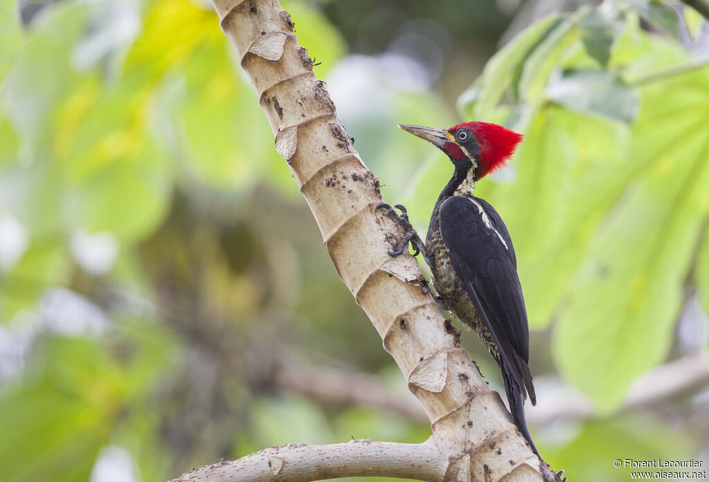 Lineated Woodpecker