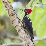 Lineated Woodpecker