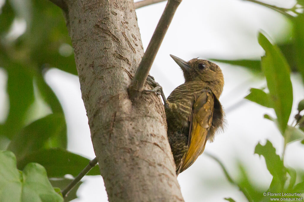 Little Woodpecker