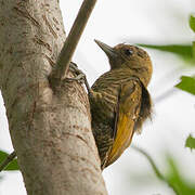 Little Woodpecker