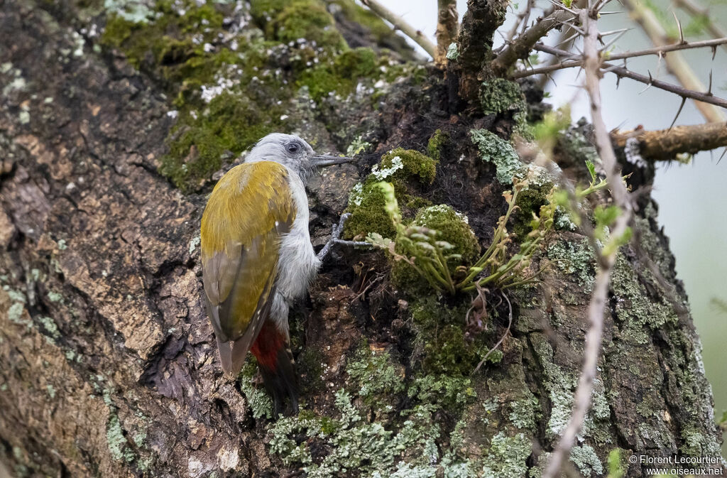 Eastern Grey Woodpecker