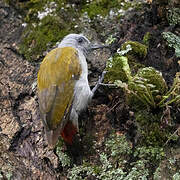 Eastern Grey Woodpecker