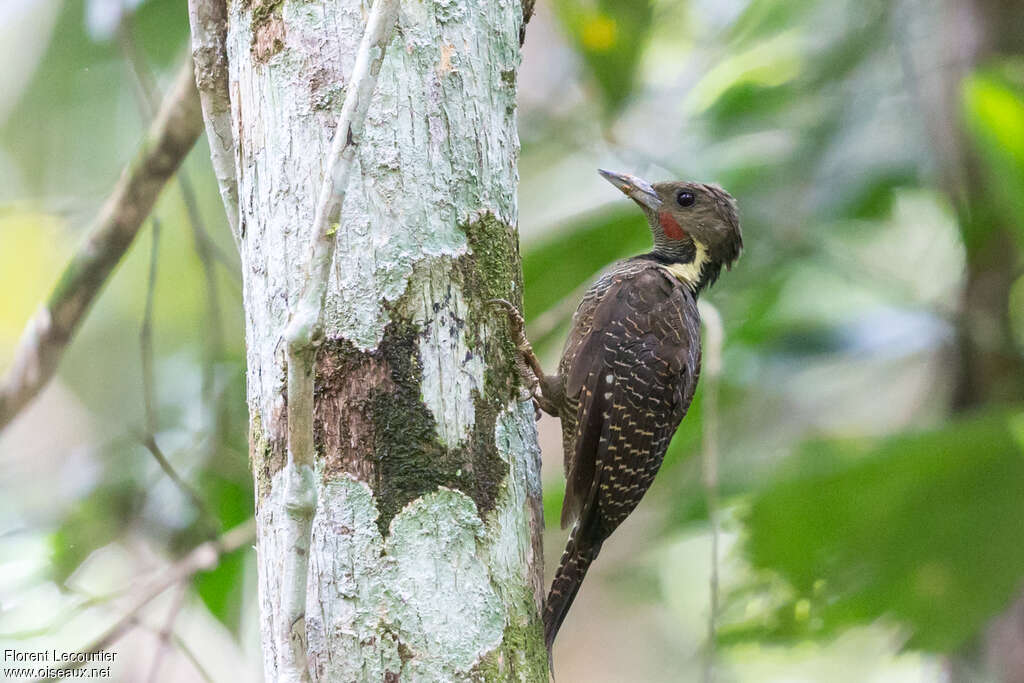 Pic tukki mâle adulte, identification