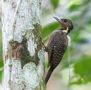 Buff-necked Woodpecker