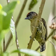 Olivaceous Piculet