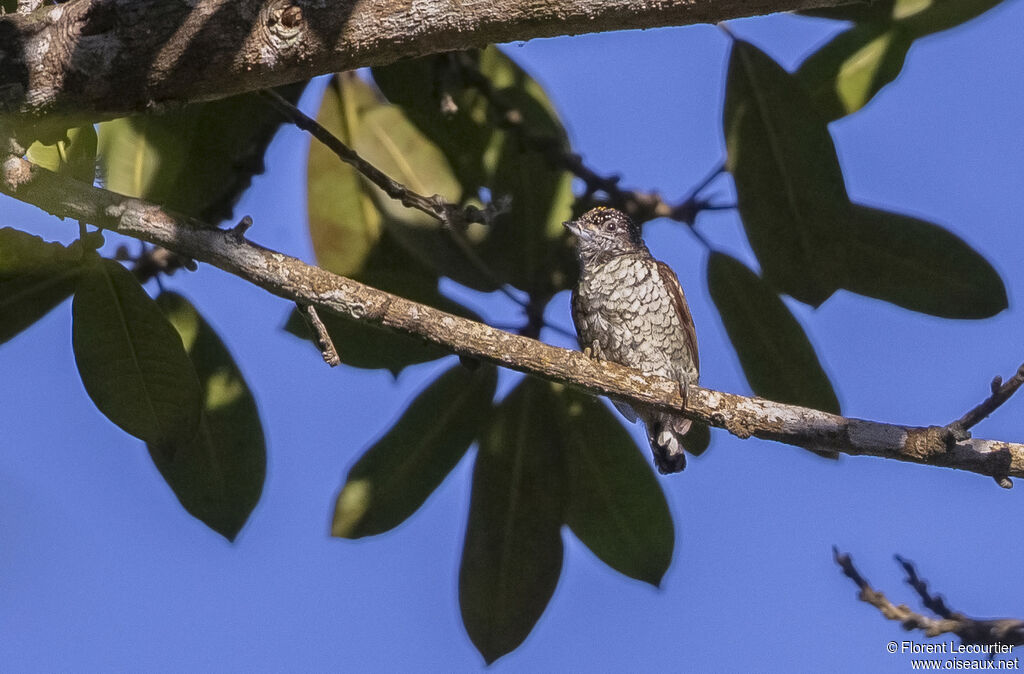 Scaled Piculet