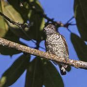 Scaled Piculet