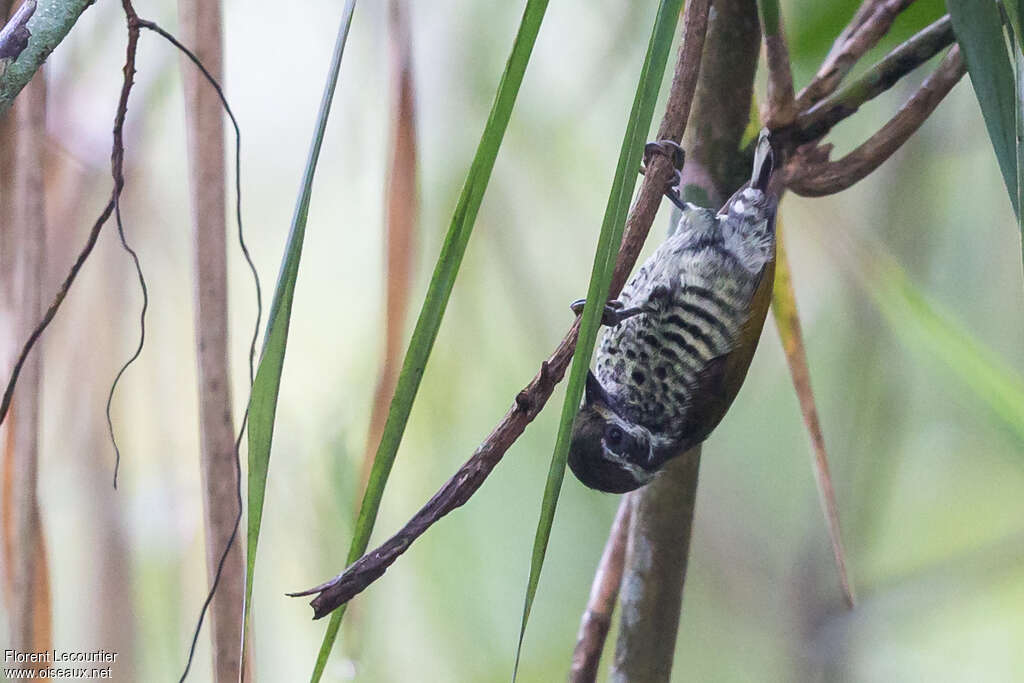 Speckled Piculet, Behaviour