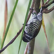 Speckled Piculet