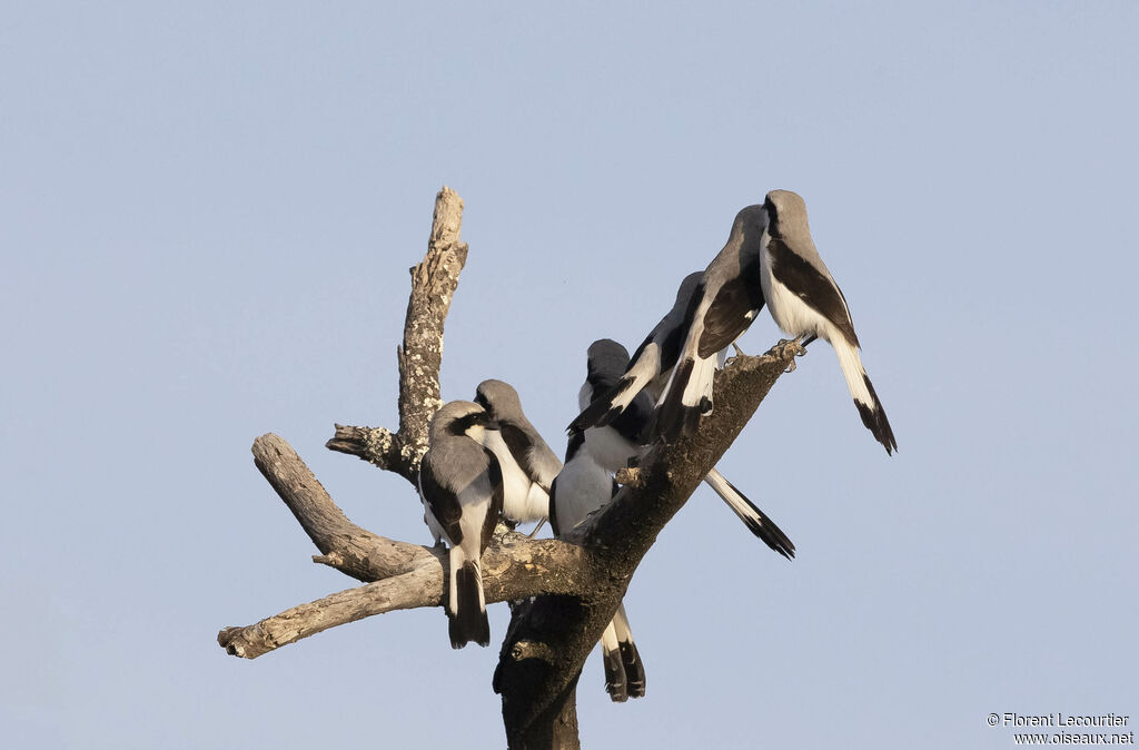 Grey-backed Fiscal