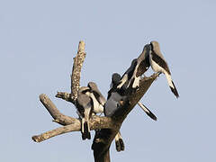 Grey-backed Fiscal