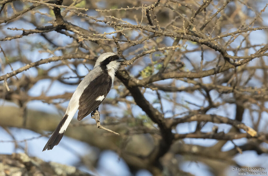 Grey-backed Fiscal