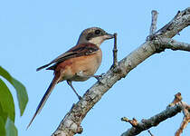 Pie-grièche à dos marron
