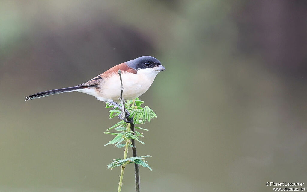 Pie-grièche à dos marron mâle, identification