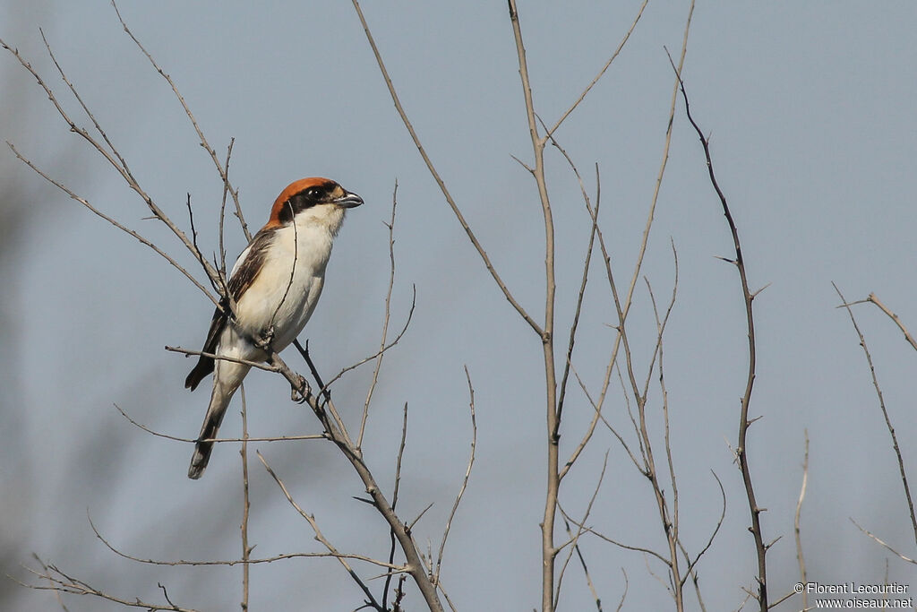 Woodchat Shrike