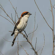 Woodchat Shrike