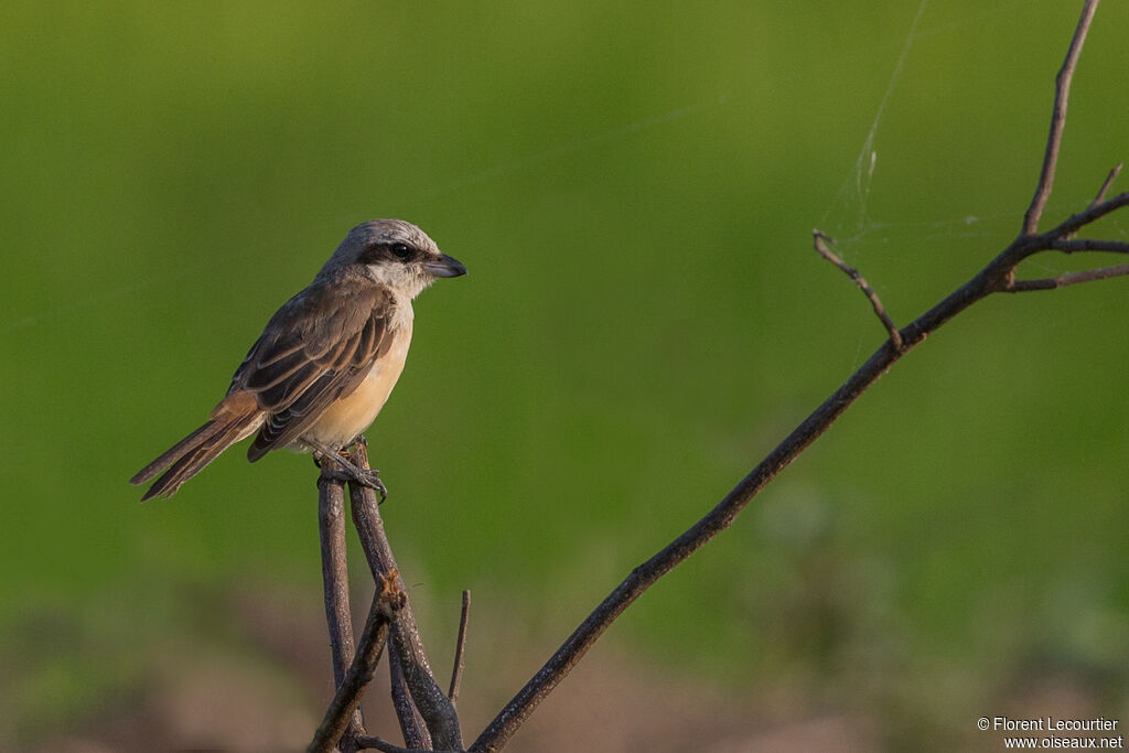 Brown Shrike