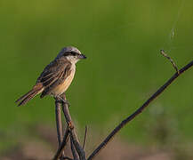 Brown Shrike