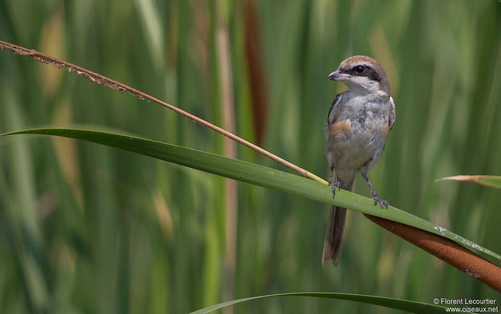 Brown Shrike