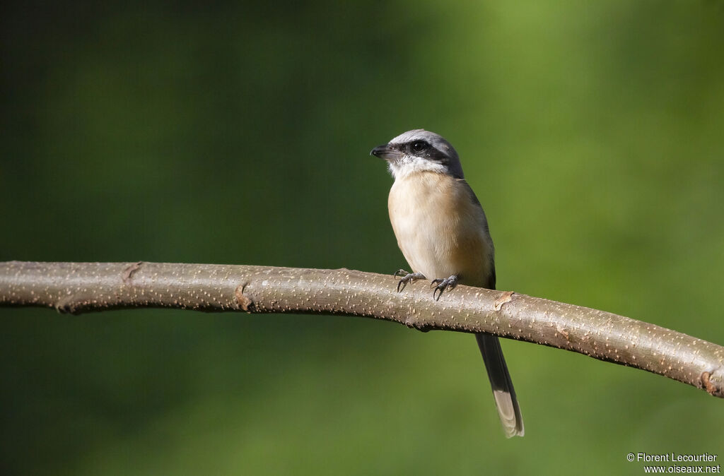 Brown Shrike