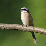 Brown Shrike