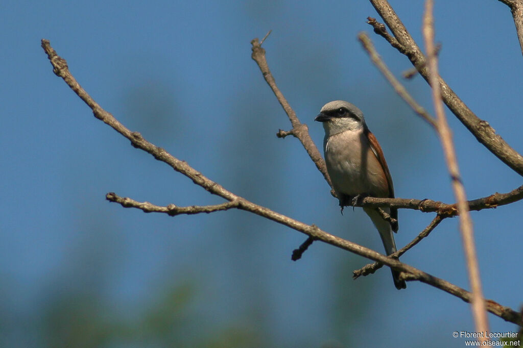 Red-backed Shrike male