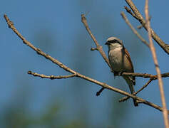 Red-backed Shrike