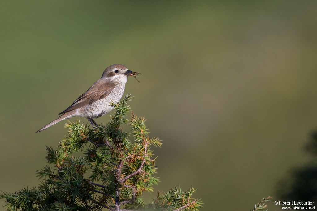 Red-backed Shrike female adult