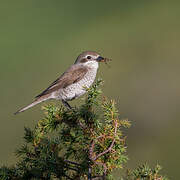 Red-backed Shrike