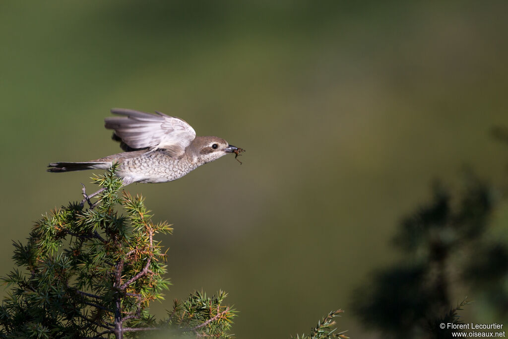 Red-backed Shrike female adult